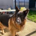 https://fr.holidog.com/ImagesPetSitters/C0F4B84C-B0CC-488D-8FA6-86D57F518E55_square_120.jpg Complice-de-vos-animaux-1063490-2
