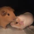 https://fr.holidog.com/ImagesPetSitters/C0F4B8A8-39C6-4A77-AB4E-0C8F9A077F8D_square_120.jpg L'amour-des-animaux-367206-1