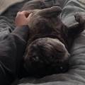 https://fr.holidog.com/ImagesPetSitters/C156DFCC-DFB9-4044-AC5B-7F784124611C_square_120.jpg Dog-sitter-attentionné-en-pavillon-1110902-1