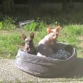 La-colo-passionnée-des-animaux-!-1109904-1
