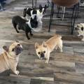 Garde-d’animaux-chez-alvina--965898-2