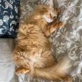 https://fr.holidog.com/ImagesPetSitters/C23BEE7D-053C-419C-AF0F-1BD1121C7595_square_120.jpg L'amour-des-chats-914162-2