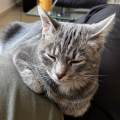 https://fr.holidog.com/ImagesPetSitters/C2F963AF-ED46-459F-A82C-A148674C6B72_square_120.jpg Petsitter-à-domicile--1103553-0