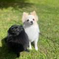 https://fr.holidog.com/ImagesPetSitters/C3223059-788C-4204-8E50-5E11D033D9AA_square_120.jpg Services-de-Garde-et-Promenade-1089972-2