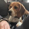 https://fr.holidog.com/ImagesPetSitters/C433B8CE-B894-4D8C-8075-A296D17AE198_square_120.jpg La-gardienne-des-chiens-1019815-2