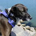 https://fr.holidog.com/ImagesPetSitters/C4577220-F1D1-4804-BB43-578F2E1C1F26_square_120.jpg Passionnée,-tous-animaux,-chez-vous-1109757-3