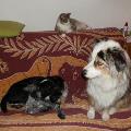 https://fr.holidog.com/ImagesPetSitters/C469A486-36F3-41D7-A287-90AD9FF428C2_square_120.jpg Chez-nous-comme-chez-vous-!-55264-3