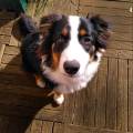 https://fr.holidog.com/ImagesPetSitters/C4DDBB01-4113-45B2-BD10-F4ACF62C84BB_square_120.jpg Votre-animal,-mon-invité-privilégié-1045032-0