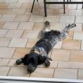amour-et-calin-pour-votre-chien-1113782-0