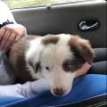 https://fr.holidog.com/ImagesPetSitters/C5CA174D-50C9-43C9-B985-D74E689E9A7C_square_120.jpg L’amour-des-chiens--1044531-3