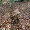 https://fr.holidog.com/ImagesPetSitters/C60FA2A9-C251-492B-BFCF-F60B5D663839_square_120.jpg Le-paradis-des-chiens-1092836-2