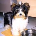 https://fr.holidog.com/ImagesPetSitters/C6140EE1-8CBF-4FF1-9768-A2BF007CF6EE_square_120.jpg TAÏS-HOME-57194-2