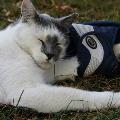 https://fr.holidog.com/ImagesPetSitters/C64F181A-1F47-49D6-A87F-5973F7AA7B77_square_120.jpg 19044-3