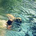 https://fr.holidog.com/ImagesPetSitters/C65EC106-8C6D-4778-8CB3-8C4D3EEC2289_square_120.jpg 65503-0