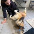 Petsitting-sur-annecy-et-alentours--1158558-2