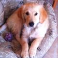 https://fr.holidog.com/ImagesPetSitters/C6A53258-320F-4523-823D-5B8072283A14_square_120.jpg l-amour-pour-les-chiens-et-chats-58619-3