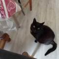 https://fr.holidog.com/ImagesPetSitters/C6AB7D8F-9607-46AA-A5C7-C2257C3B8EE9_square_120.jpg Amie-des-animaux-1162352-1