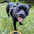 https://fr.holidog.com/ImagesPetSitters/C728AB81-6BAA-406B-8CB3-A6E3B51502DF_square_120.jpg Dog's-paradise-1032213-3