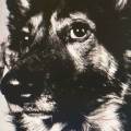 Les-chiens-y-sont-bien-918669-2