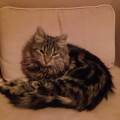 https://fr.holidog.com/ImagesPetSitters/C7474D48-78A9-4870-AA69-BCA276D298E7_square_120.jpg Nounou-pour-chat-379182-1