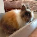 https://fr.holidog.com/ImagesPetSitters/C7D4A2CF-1EB7-4F59-BD88-669A43815A34_square_120.jpg PET-SITTER-POUR-VOS-ANIMAUX-CET-ETE-1070747-3