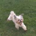 https://fr.holidog.com/ImagesPetSitters/C7E9C6DB-A2BD-423E-A74E-65E2038511A0_square_120.jpg Jeff-Tout-pour-vos-Doggos-516281-2