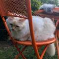 Une-petsitter-d'enfer-1078274-2