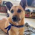https://fr.holidog.com/ImagesPetSitters/C9DC7552-B480-44CB-AB21-98C1DB8A70EA_square_120.jpg Hey-hey-1046794-0