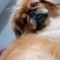 https://fr.holidog.com/ImagesPetSitters/C9E7006D-809D-4F76-92C0-EA832D3C45A2_square_120.jpg 741147-1