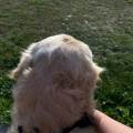 https://fr.holidog.com/ImagesPetSitters/CA1F42B9-90AF-4BC5-BE32-C58459DB6889_square_120.jpg Amoureuse-des-chiens-1092597-1