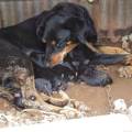 https://fr.holidog.com/ImagesPetSitters/CA727D86-3EB7-4CAF-8F4E-81404A534215_square_120.jpg Amie-des-animaux-343020-3