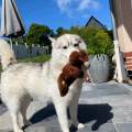 https://fr.holidog.com/ImagesPetSitters/CAF78C05-0516-48E8-A1FA-33110FF27A2F_square_120.jpg Pet-sitter-secteur-ARRAS--1054732-0