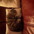 https://fr.holidog.com/ImagesPetSitters/CC67B797-69F7-45FA-8B34-DF1D22B4F8C2_square_120.jpg J’adore-les-animaux--1182831-1