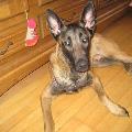 https://fr.holidog.com/ImagesPetSitters/CCAAB871-7F32-44AF-8961-E52510FECF42_square_120.jpg 50260-0