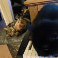 Copine-des-animaux--🐱-1164137-1