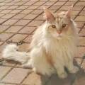 https://fr.holidog.com/ImagesPetSitters/CDC733FB-C3E2-4868-A336-C9F26923E519_square_120.jpg Garde-de-tout-animaux-697624-3