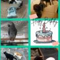 Un-animal-heureux,-des-maîtres-zen-999060-1