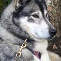 https://fr.holidog.com/ImagesPetSitters/CEEAA054-3549-4602-868D-0B282AA8B3D5_square_120.jpg Laura-la-petsitter,-le-bonheur-333518-2