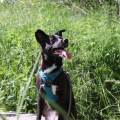 https://fr.holidog.com/ImagesPetSitters/CEEDE73B-0303-4639-A38A-1E170E52DE6A_square_120.jpg Au-bonheur-des-animaux.-🐾-476137-0