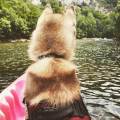 Petsitter-à-domicile-329964-3