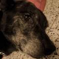 Au-royaume-des-animaux--1075804-0