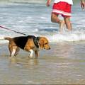 https://fr.holidog.com/ImagesPetSitters/CF08DEE9-5005-4CD1-8295-27C7C9991720_square_120.jpg Chercheuse-en-bien-être-animal--374450-0