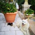 https://fr.holidog.com/ImagesPetSitters/CF30E4BD-8BDB-4006-98B2-E181966546AC_square_120.jpg 674115-2