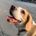 https://fr.holidog.com/ImagesPetSitters/CFA0B791-66AB-4E22-BDAE-ED0983263D6F_square_120.jpg Amoureux-des-animaux-!!-1121329-1