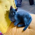 https://fr.holidog.com/ImagesPetSitters/CFCD810B-4D66-4E31-893B-C548E004C387_square_120.jpg Chacun-cherche-son-chat-669136-1