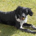 https://fr.holidog.com/ImagesPetSitters/D00694DC-AD18-42D0-815E-CB03066E2F2D_square_120.jpg Nounou-Câline-113367-1