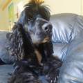 https://fr.holidog.com/ImagesPetSitters/D03271D1-DA72-4B62-8CC3-4F2A7B99B421_square_120.jpg La-casa-517772-1