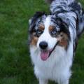 https://fr.holidog.com/ImagesPetSitters/D040C199-71C0-4E63-8E6B-CC7BCB7D2EBE_square_120.jpg CrazyDogs-227984-1