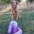 https://fr.holidog.com/ImagesPetSitters/D08B93BF-02BD-4FAC-9ADB-739B4F0A4F21_square_120.jpg Garde-dans-ma-petite-campagne-1063488-0