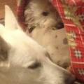 https://fr.holidog.com/ImagesPetSitters/D0D8318A-2F87-46E4-AFCC-C017872B5DFC_square_120.jpg 1057212-2